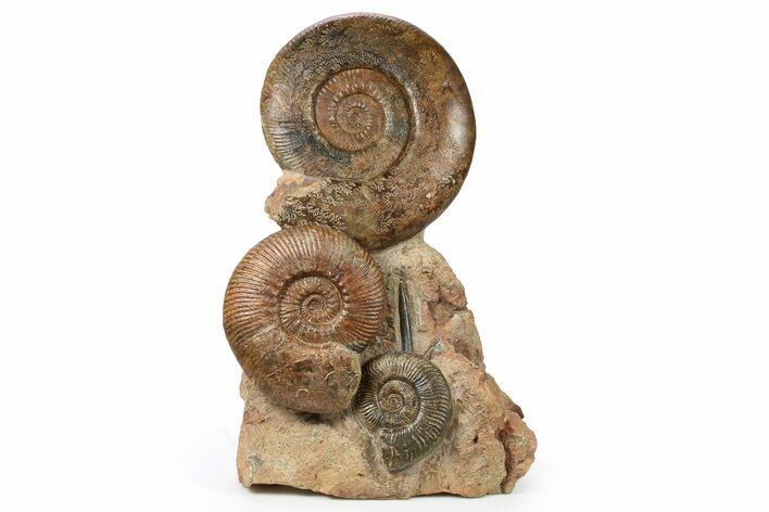 Tall, Jurassic Ammonite (Hammatoceras) Display - France #264579